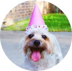 sanacion energetica animales felices