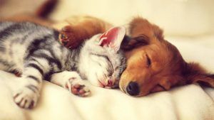 sanacion de animales