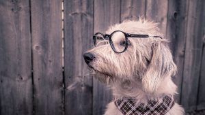 Perro con gafas