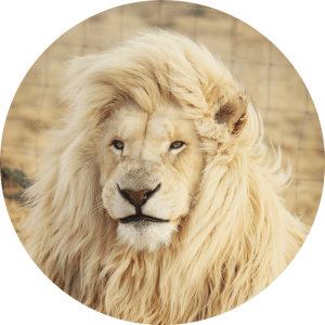 León del signo de leo en luna nueva de julio