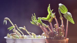 comunicacion plantas