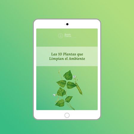 Las 10 plantas que limpian el Ambiente