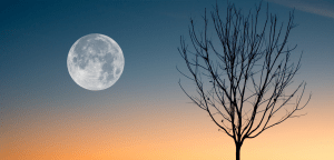 Luna Llena de Noviembre