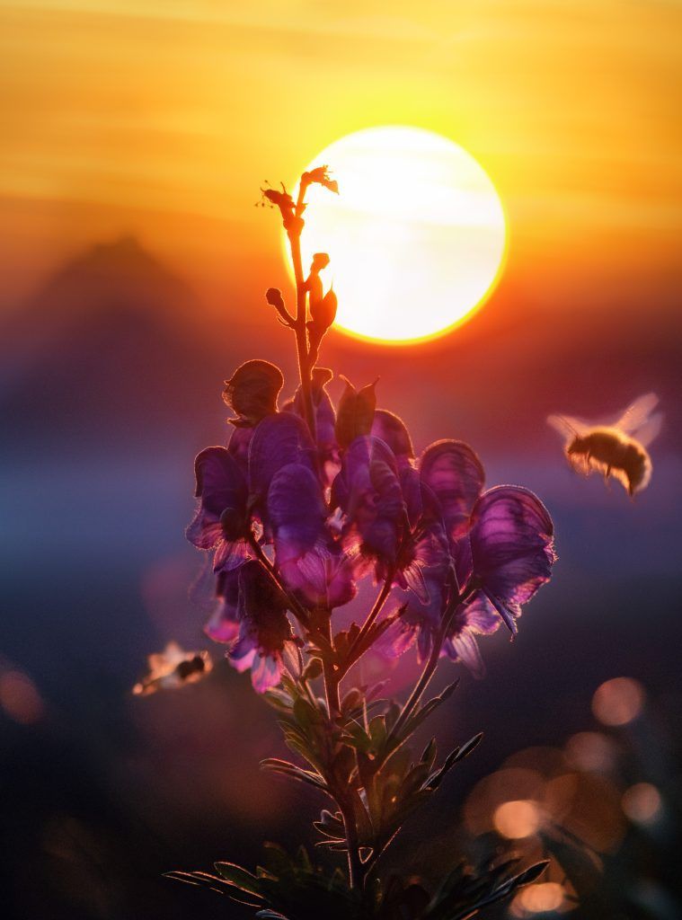 sol, flor, amanacer, energia del solsticio, solsticio verano