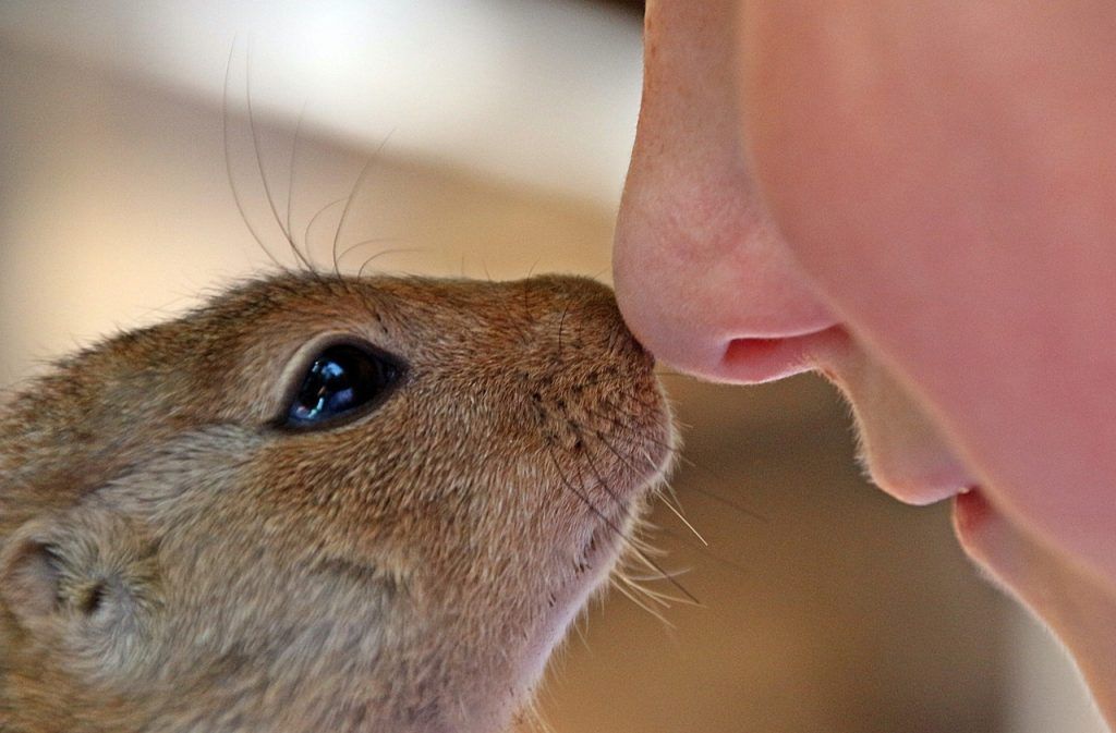 niño, animales, amor por lo animales, niño sensible, ardilla